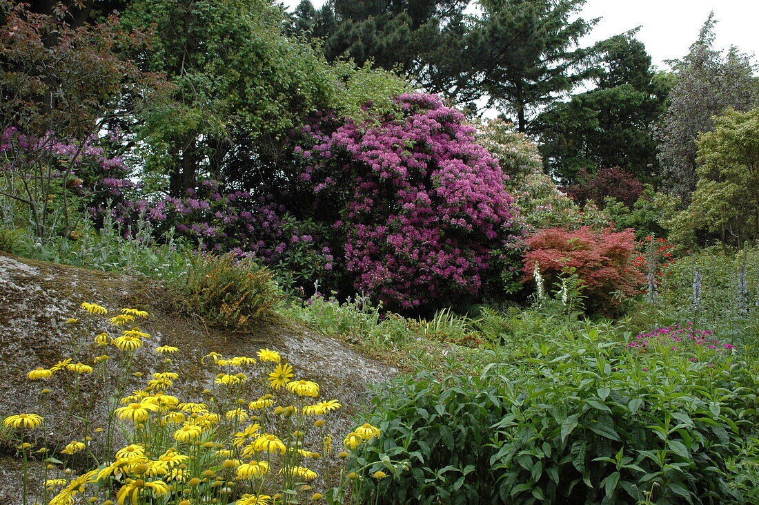Garden view with rhododendron