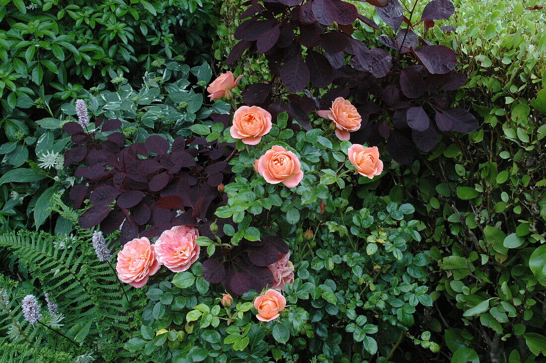 Bed rose, apricot