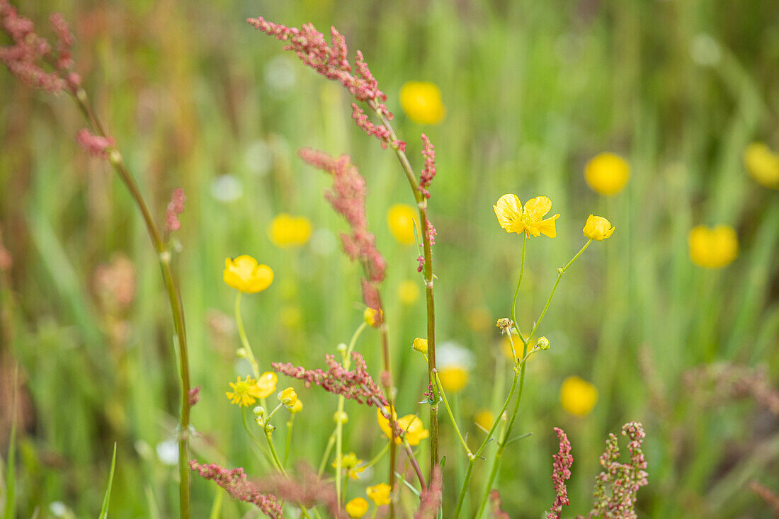 Ranunculus acris, Rumex acetosa