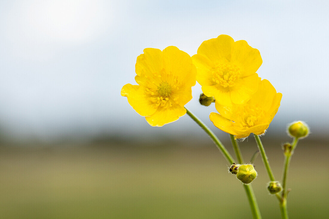 Ranunculus acris