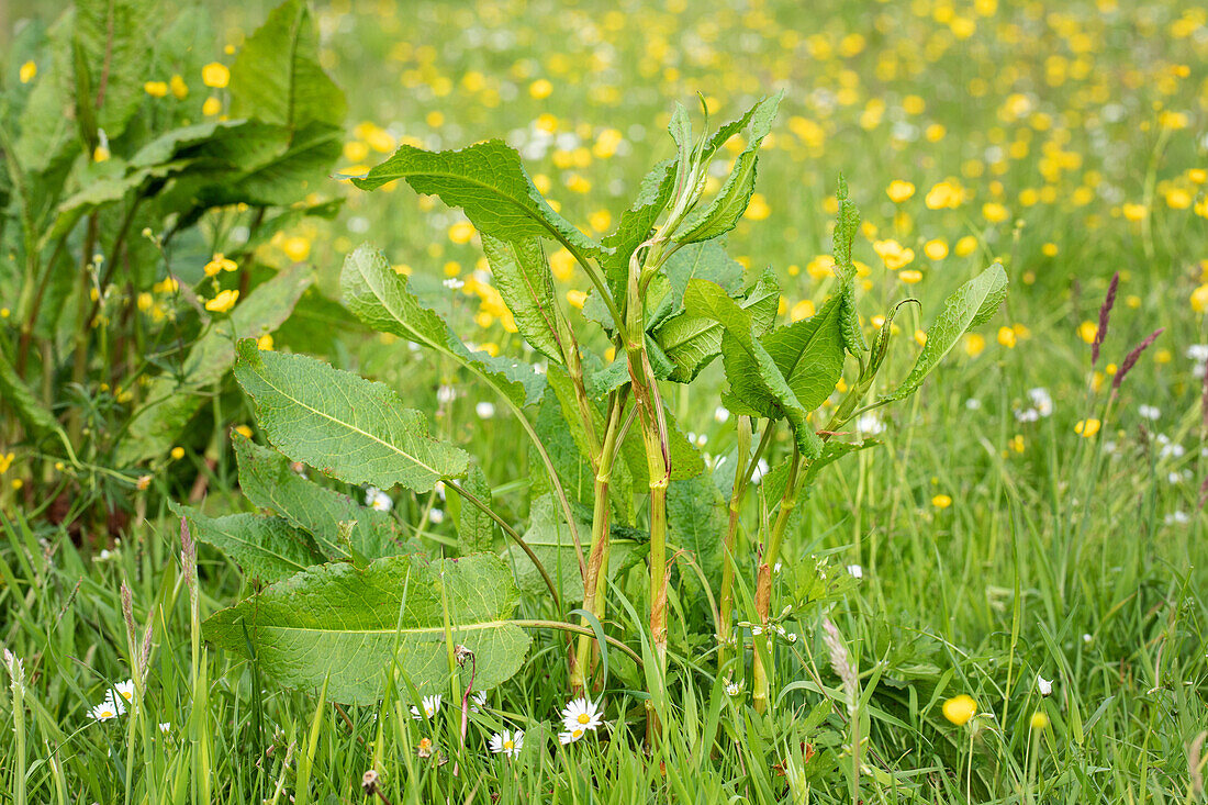 Rumex acetosa