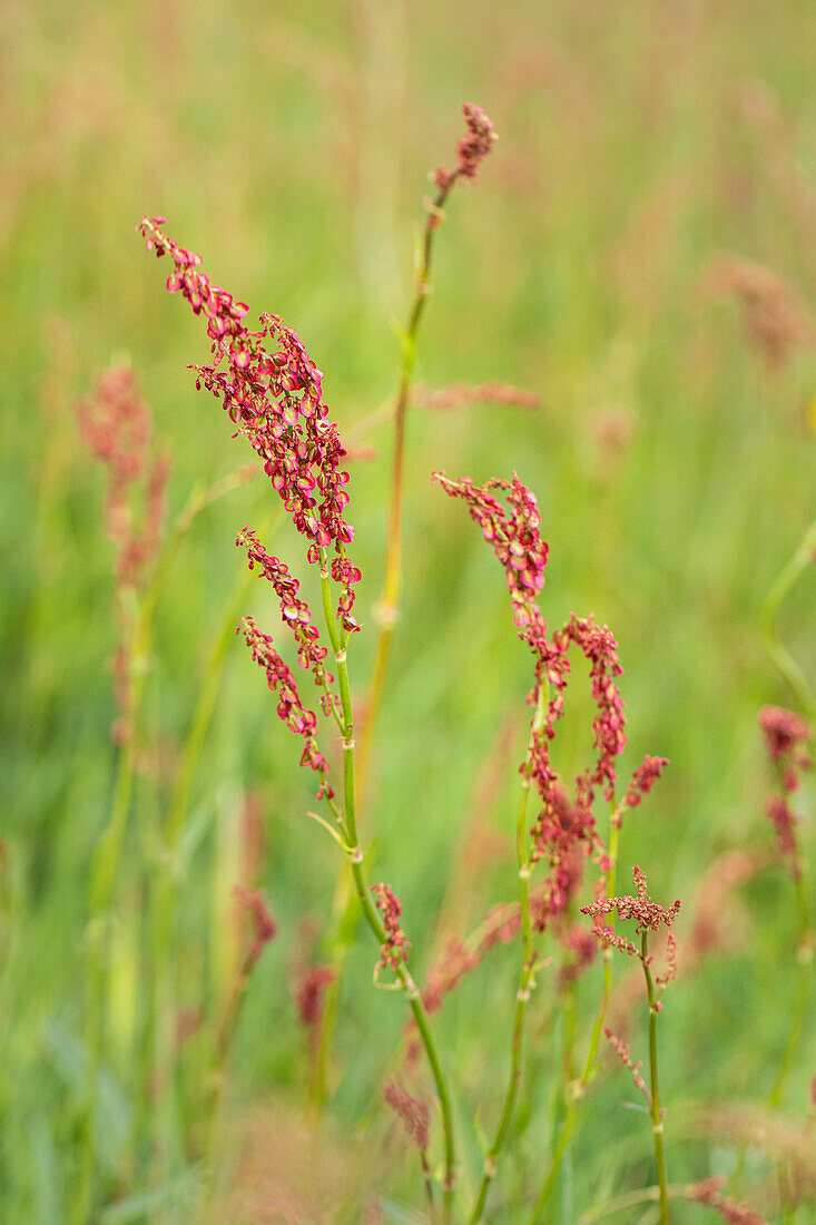 Rumex acetosa