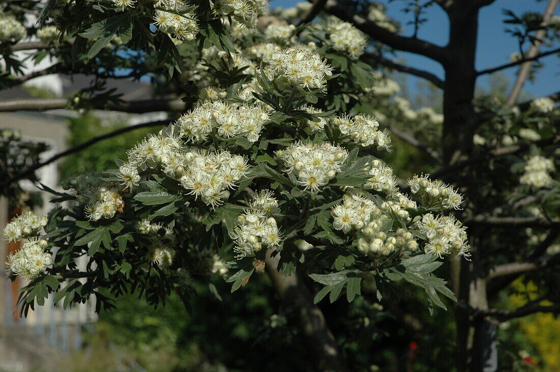 Crataegus monogyna