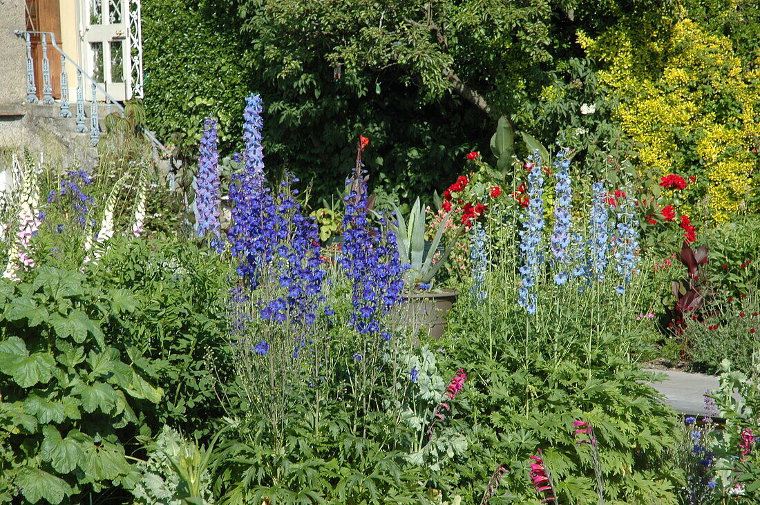 Delphinium x elatum