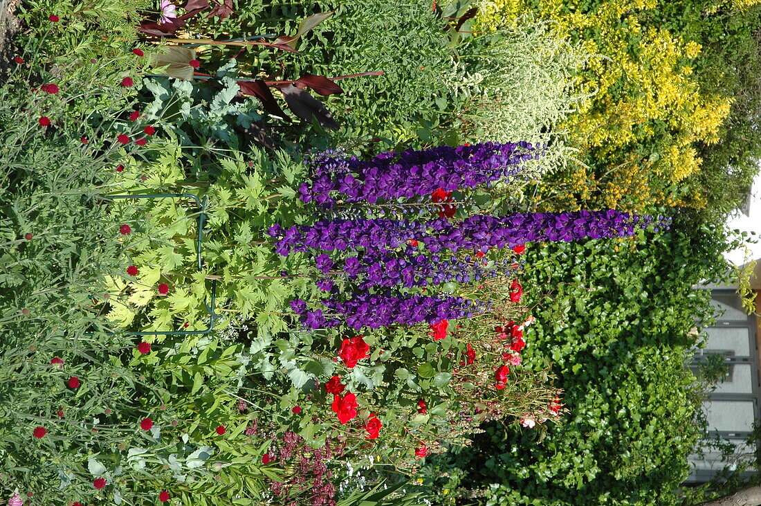 Delphinium, purple