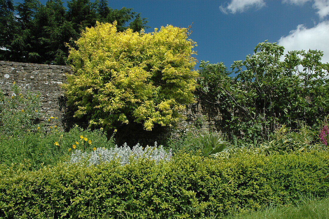 Deciduous shrub