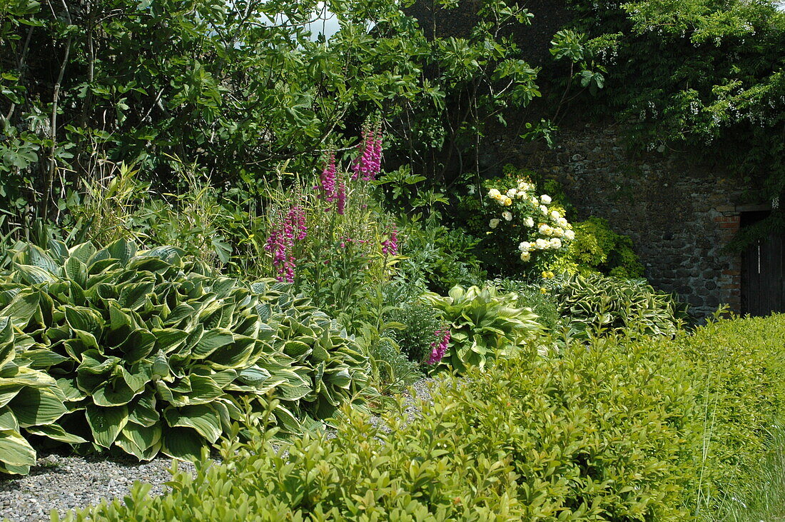 Digitalis purpurea, dark red