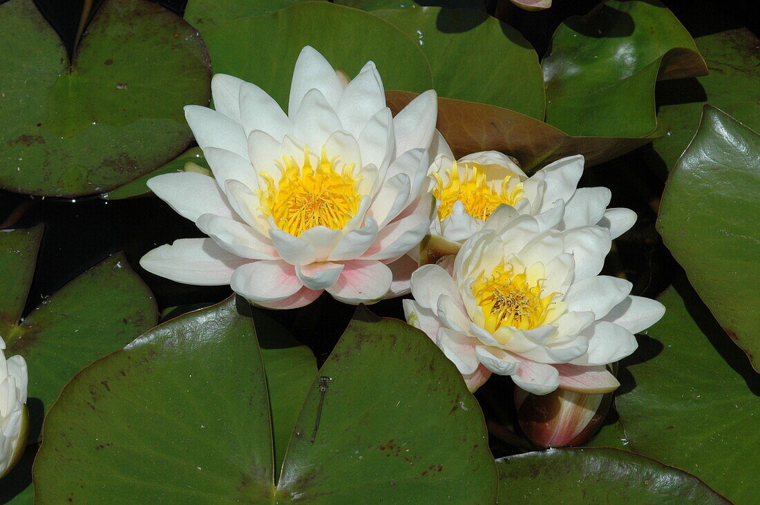 Nymphaea, weiß