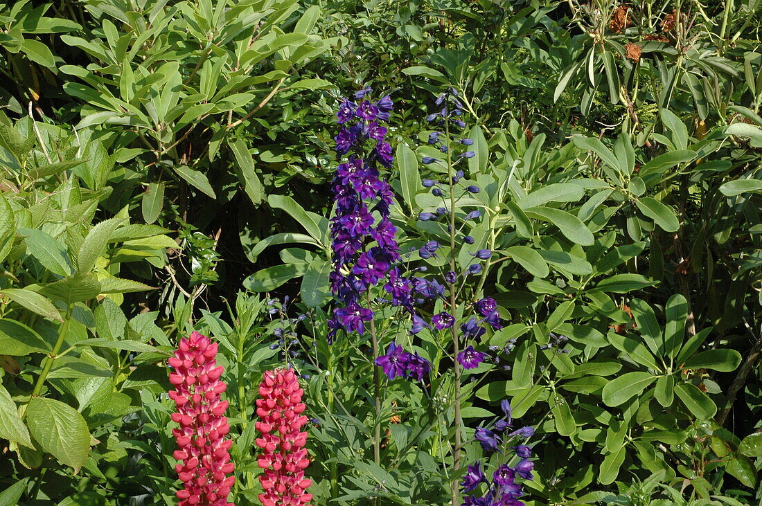 Delphinium x elatum, purple