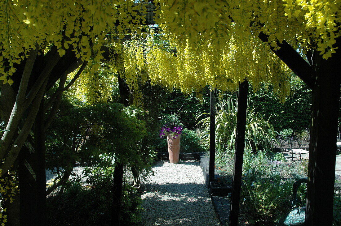 Pergola with laburnum