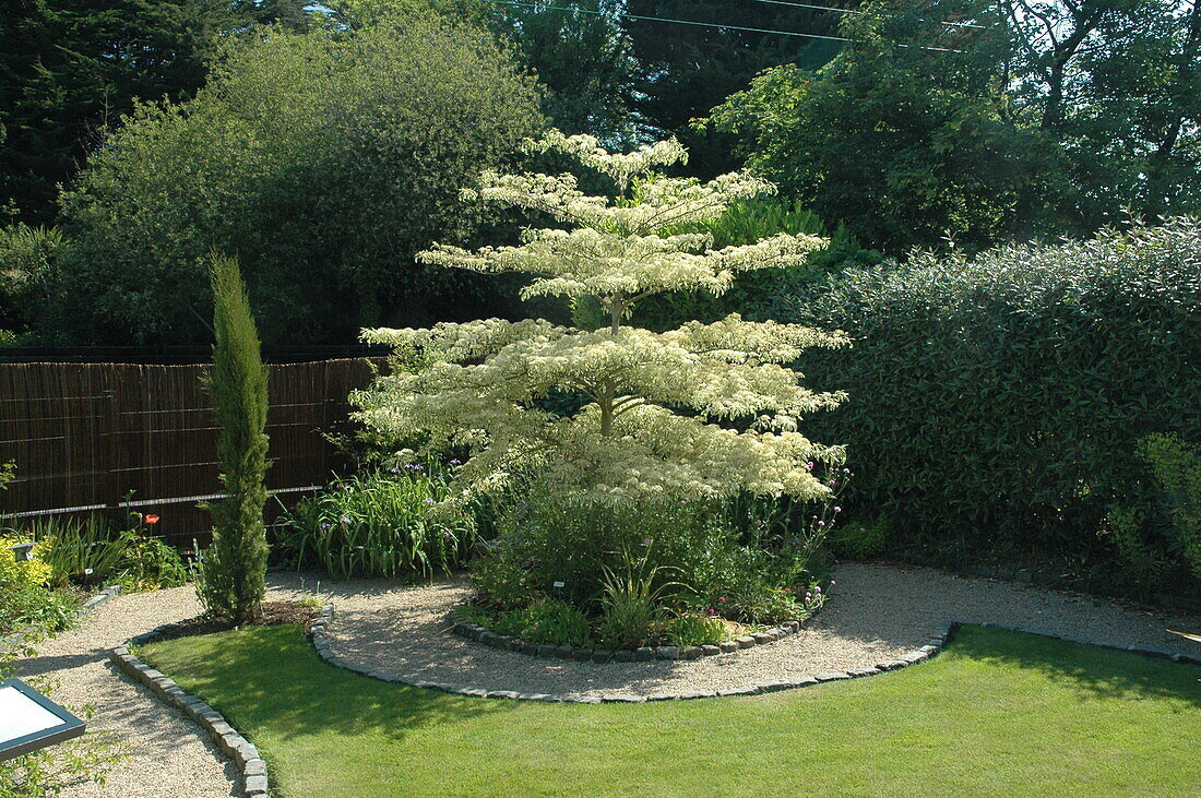 Cornus controversa 'Variegata'