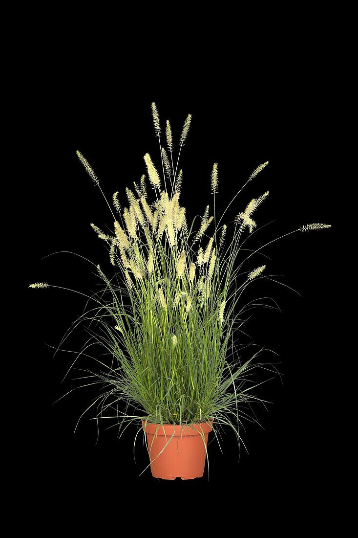 Pennisetum alopecuroides 'Hamelin