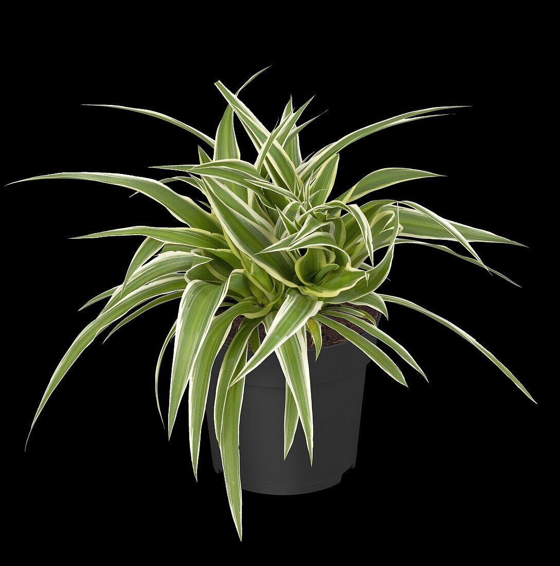 Chlorophytum comosum 'Ocean'