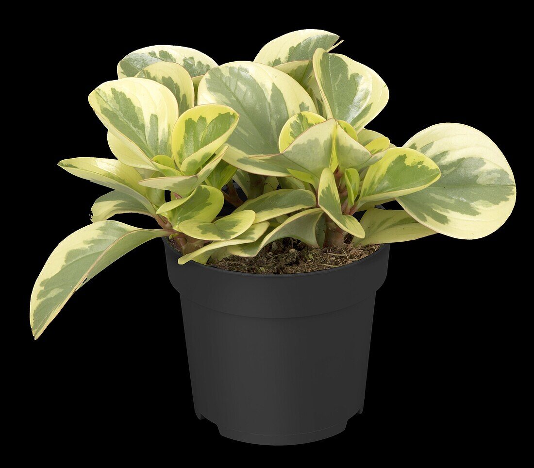 Peperomia obtusifolia 'Variegata'