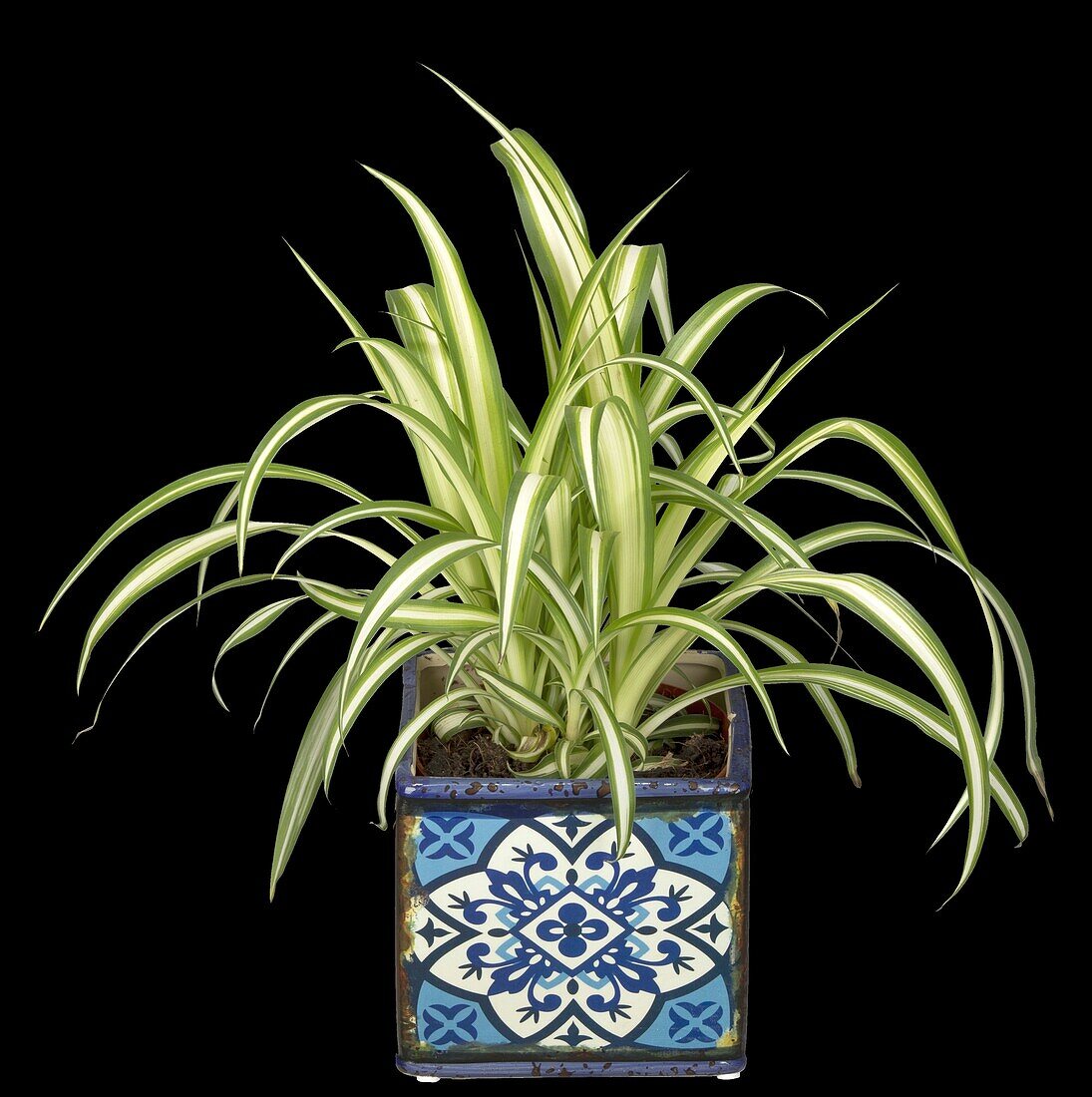 Chlorophytum