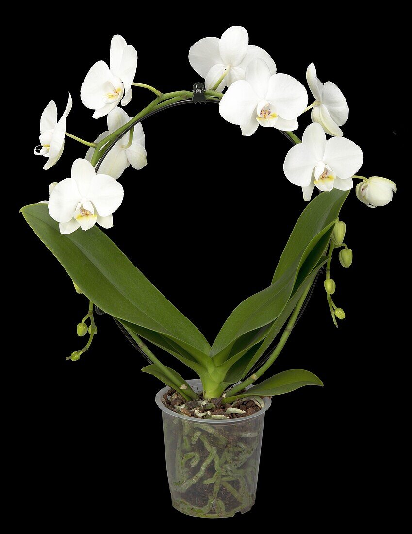 Phalaenopsis, Rundbogen