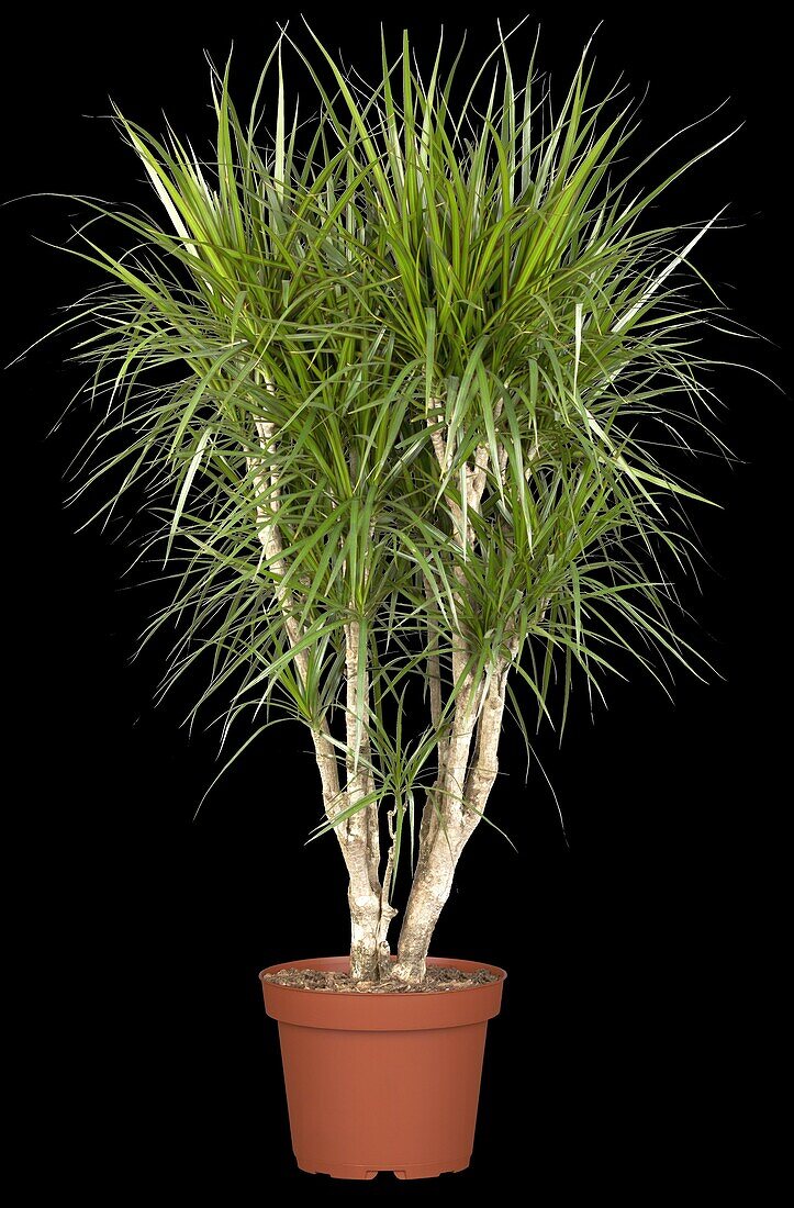 Dracaena