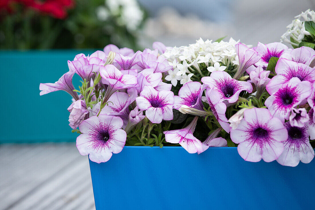 Petunia, zweifarbig