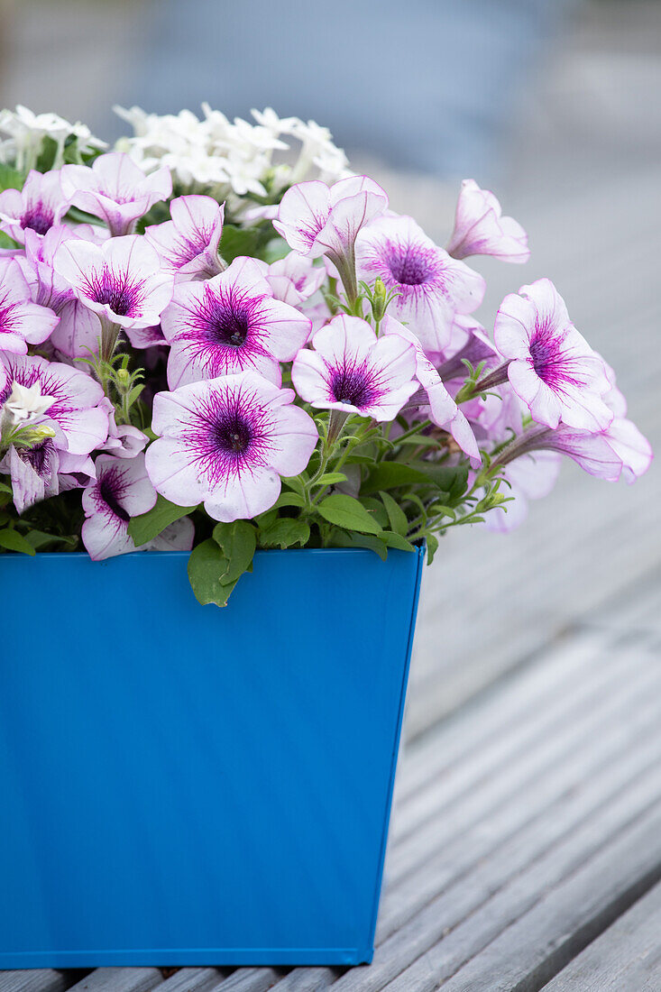 Petunia, zweifarbig