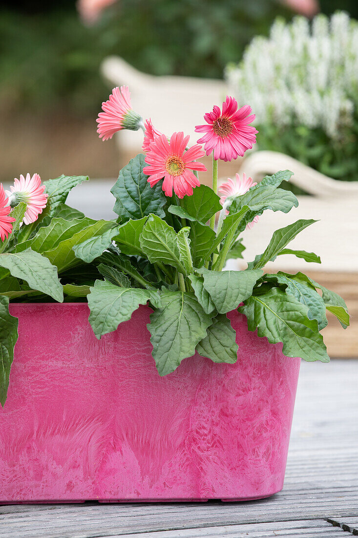 Gerbera, rosa