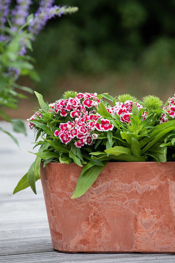 Dianthus barbatus, rot-weiß