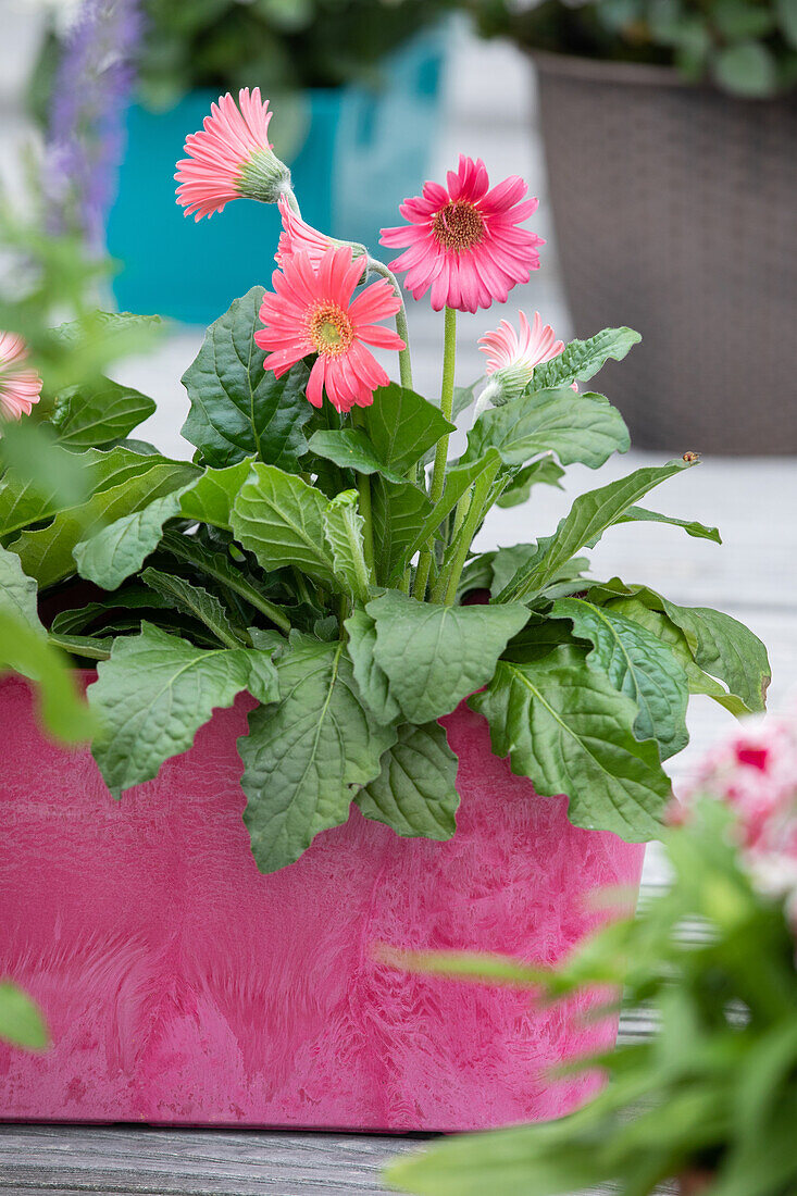 Gerbera, rosa