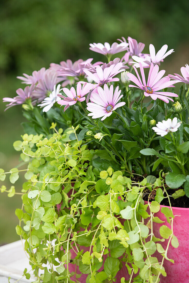 Osteospermum ecklonis, pink; Lysimachia nummularia 'Aurea'.