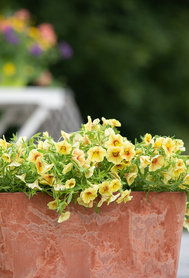 Calibrachoa, gelb