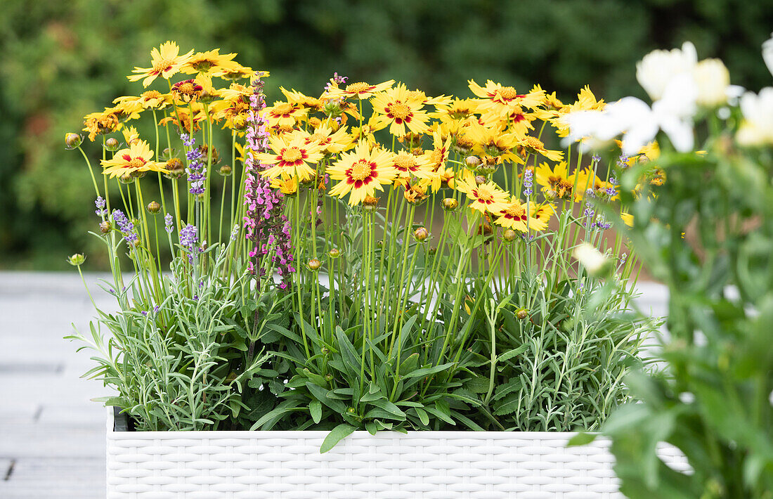 Coreopsis grandiflora, gelb