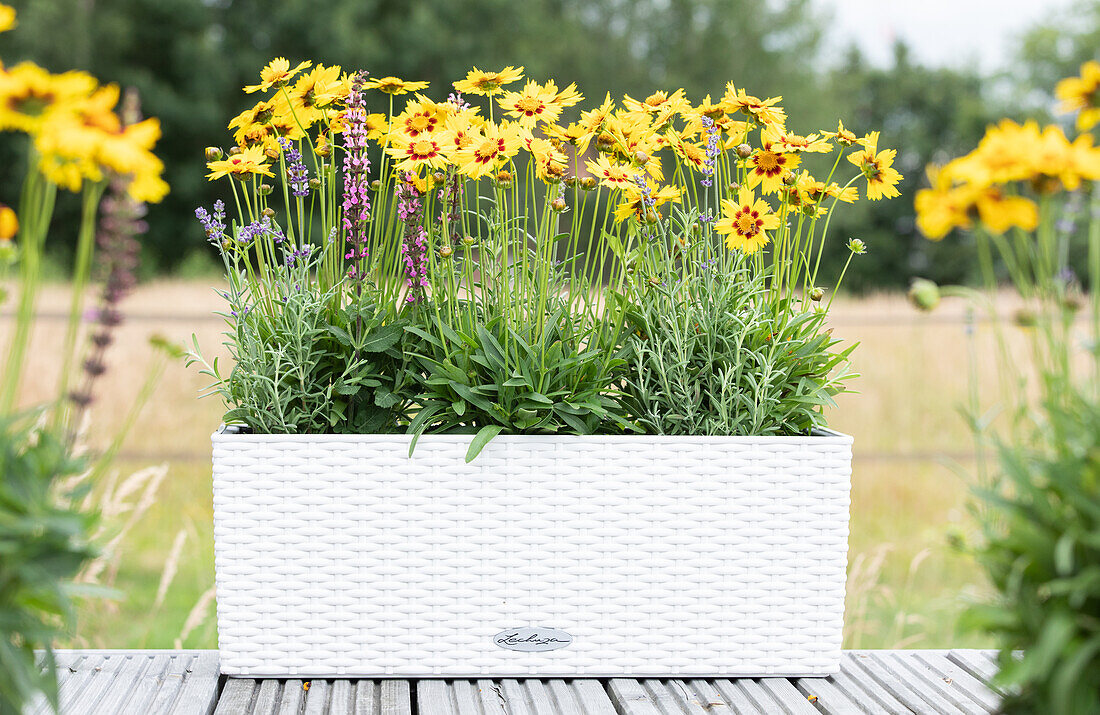 Coreopsis grandiflora, gelb