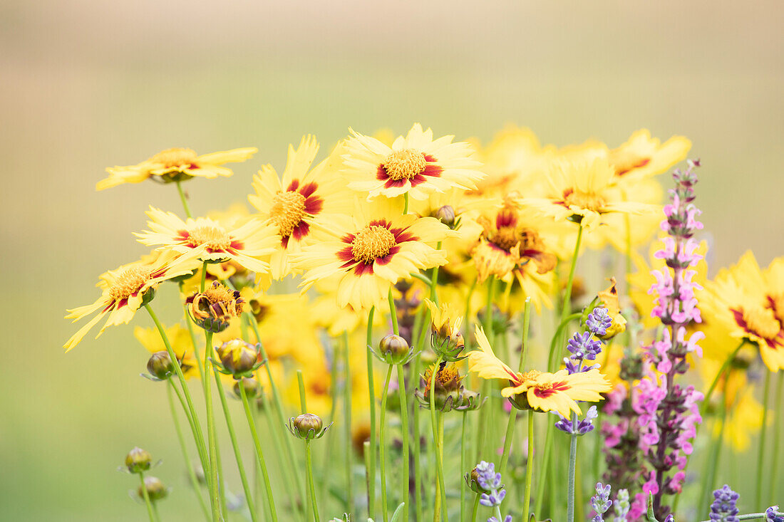 Coreopsis grandiflora, yellow