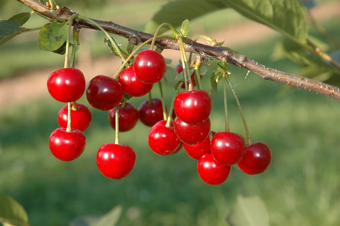 Prunus cerasus 'Vowi'(s)