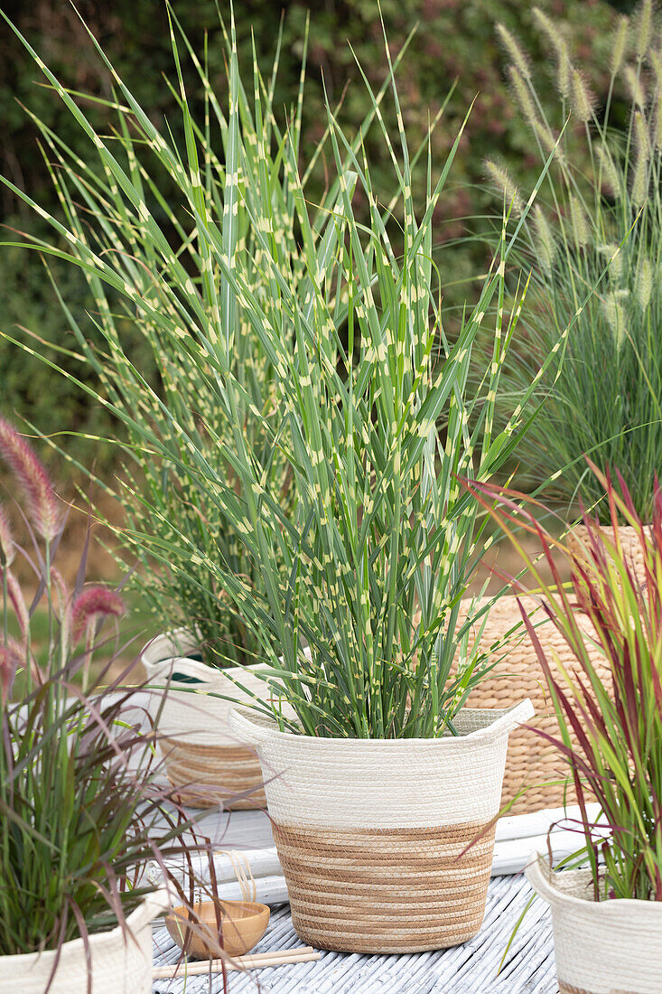 Miscanthus sinensis 'Strictus'