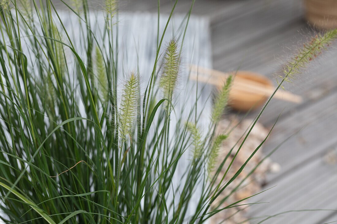 Pennisetum alopecuroides 'Hameln' (Hamelin)