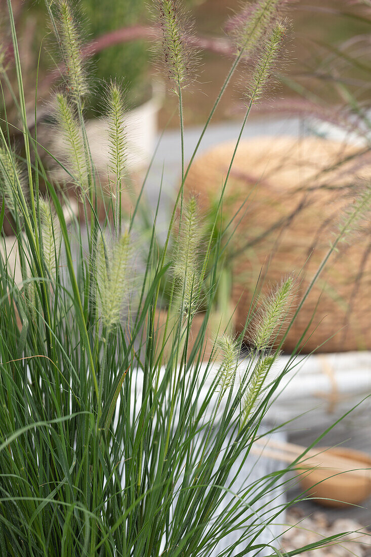 Pennisetum alopecuroides 'Hamelin'