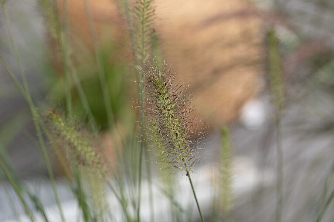 Pennisetum alopecuroides 'Hamelin'