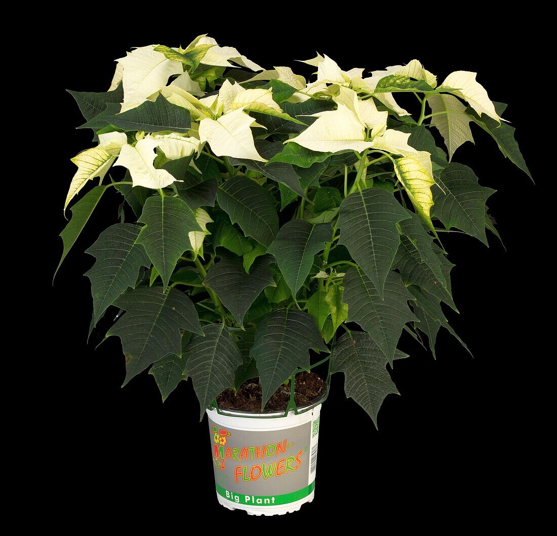 Euphorbia pulcherrima, white