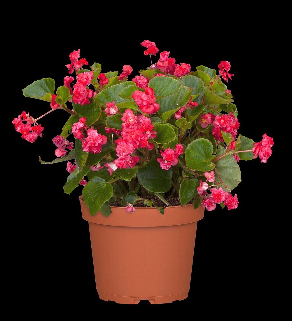 Begonia semperflorens, filled