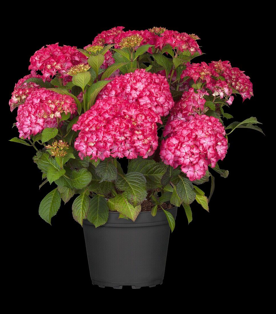 Hydrangea macrophylla, red