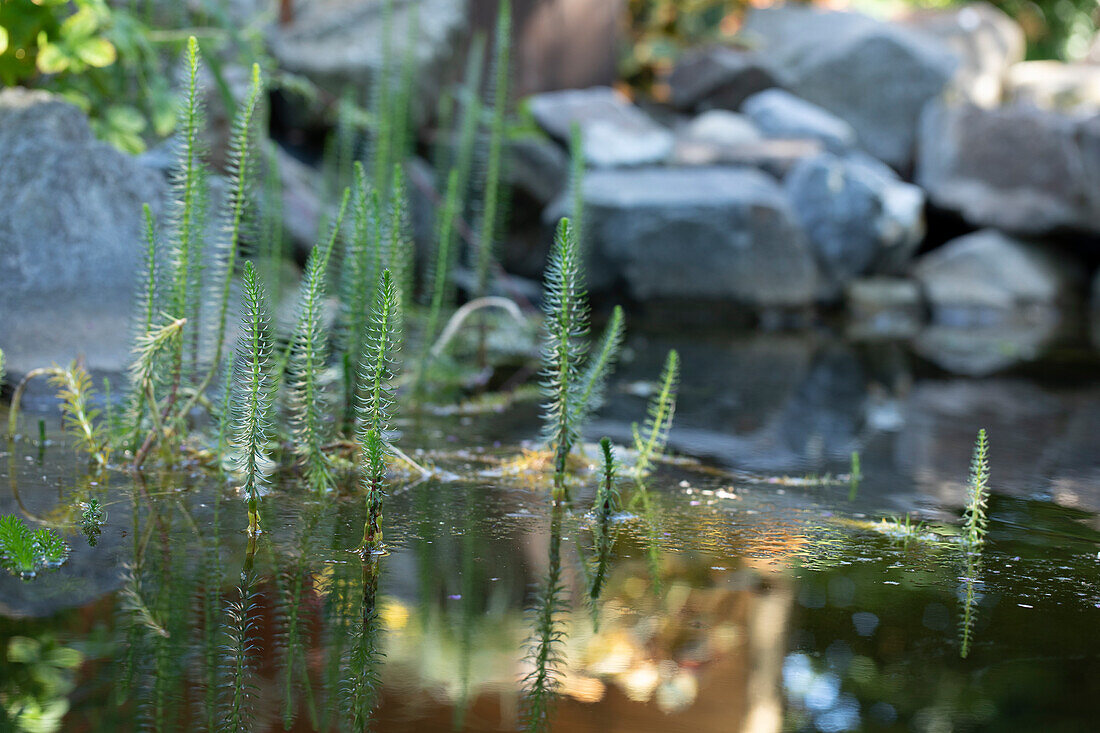 Equisetum fluviatile