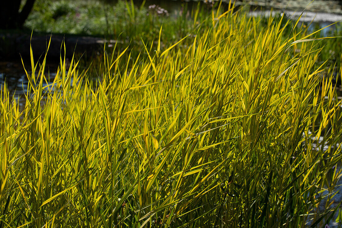 Phragmites australis 'Aurea'.