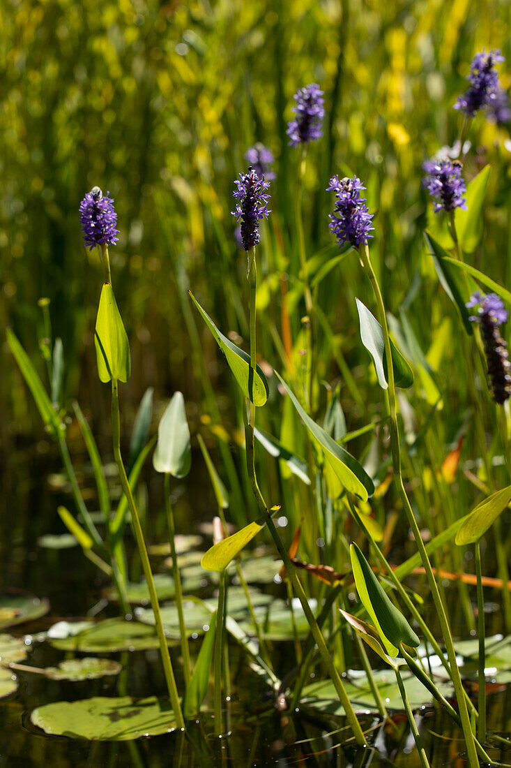 Pontederia cordata