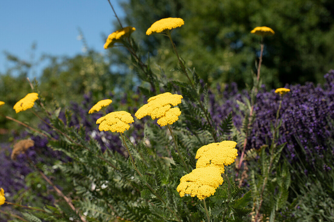 Achillea filipendulina