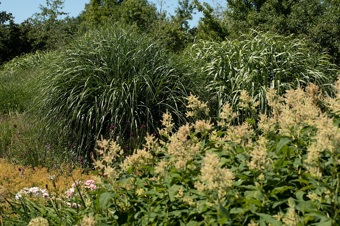 Gartenansicht mit Miscanthus und Astilbe