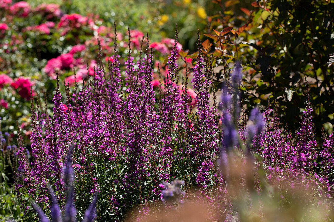 Lythrum salicaria