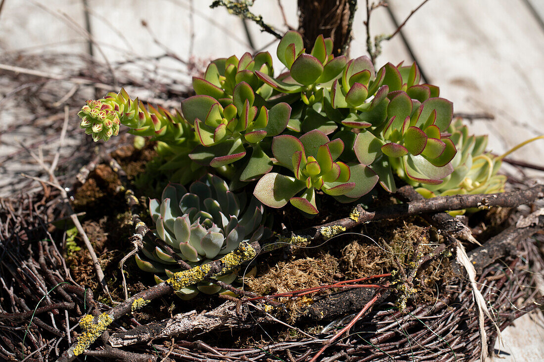 Crassula arborescens