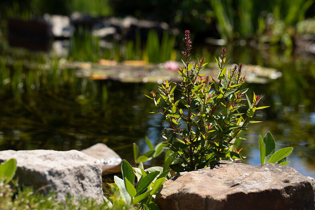 Steine am Teich