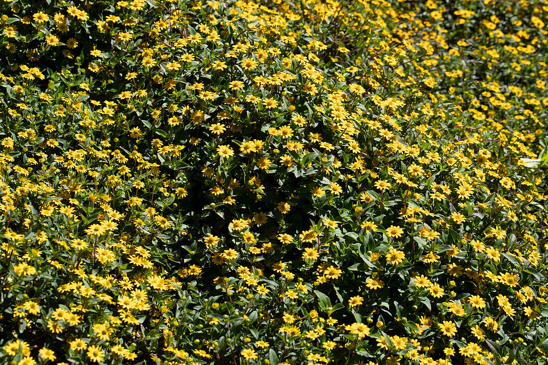 Sanvitalia procumbens