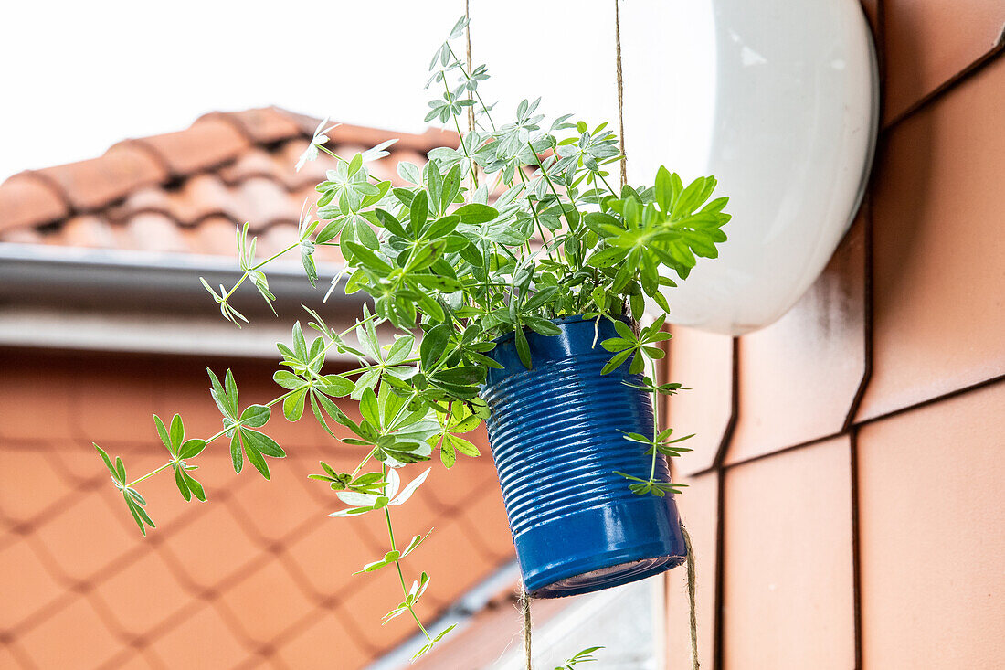 Upcycling - plant in tin can