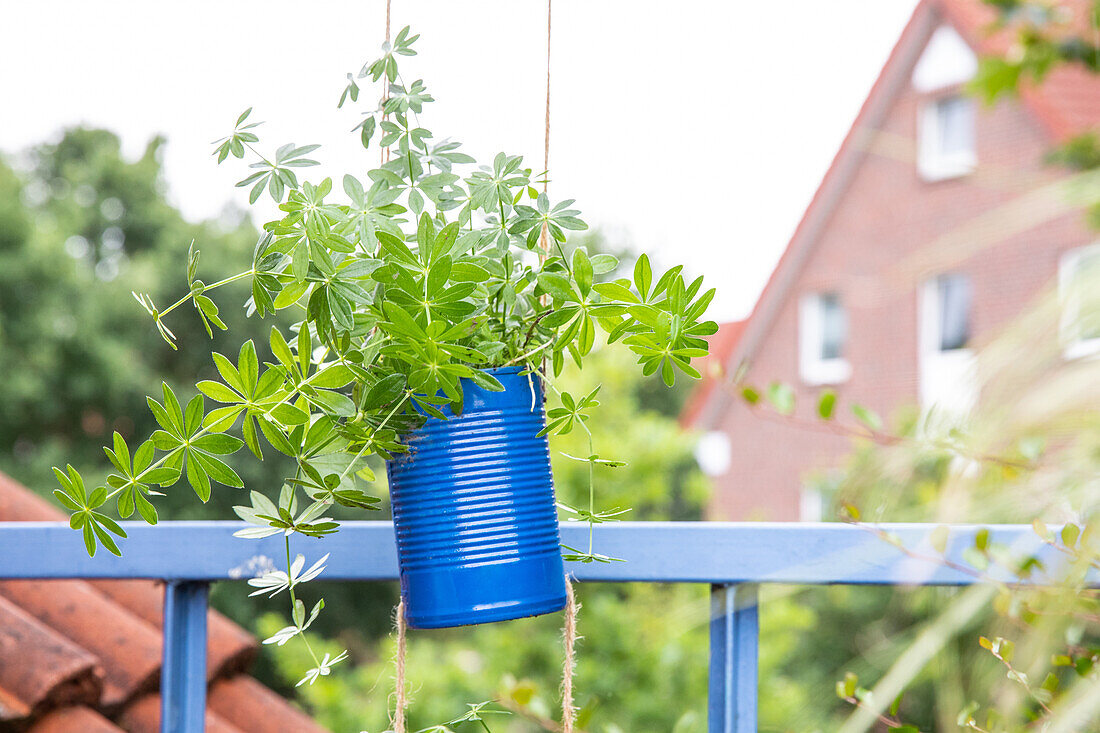 Upcycling - plant in tin can